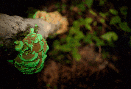 454.gif